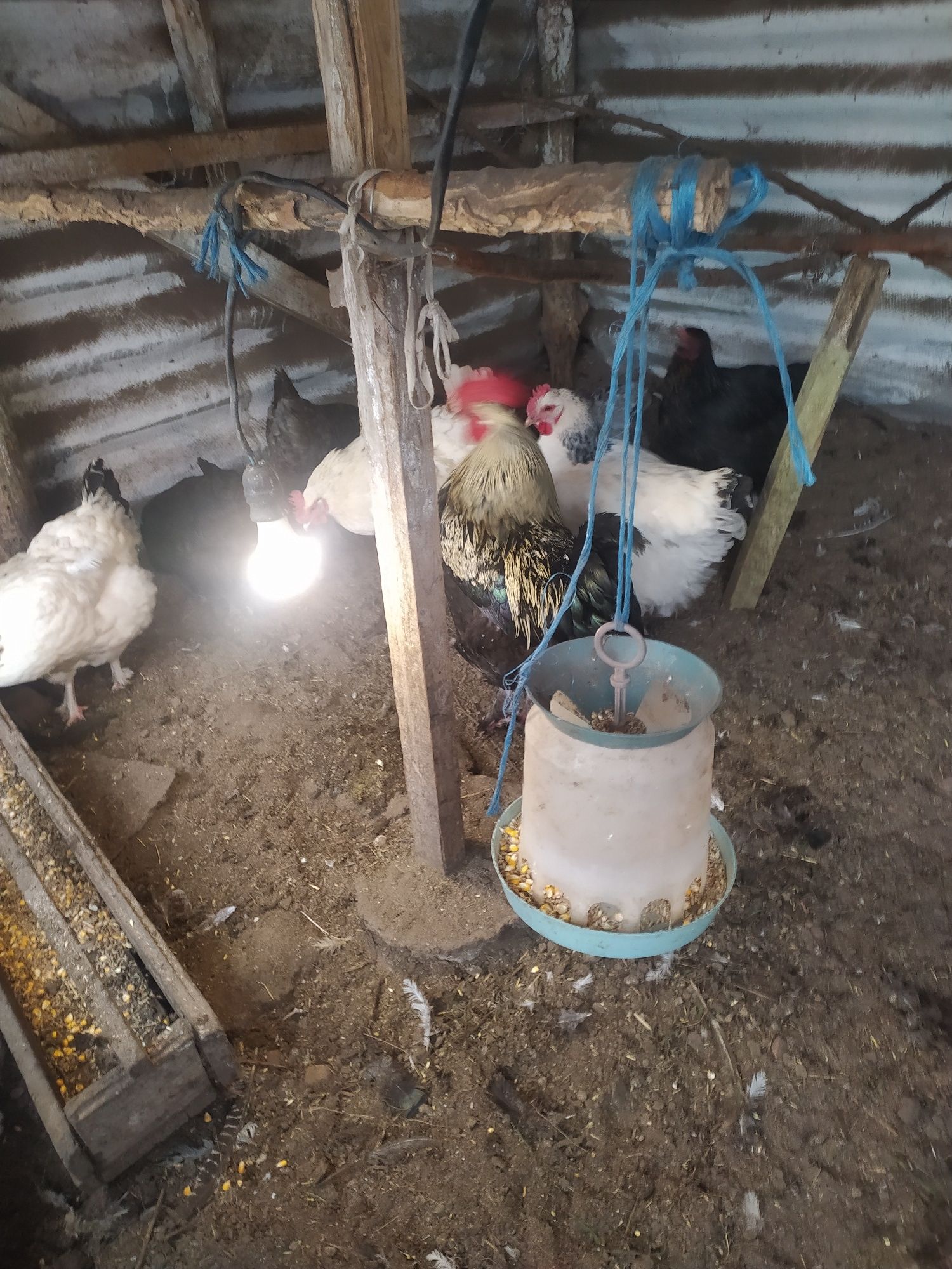 Продавам Селски Кокошки!