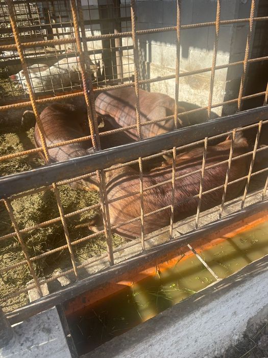 Vând lemne cu Mușchi de pământ