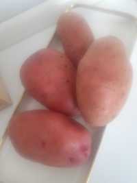 Продам картошку ( красный, белый)