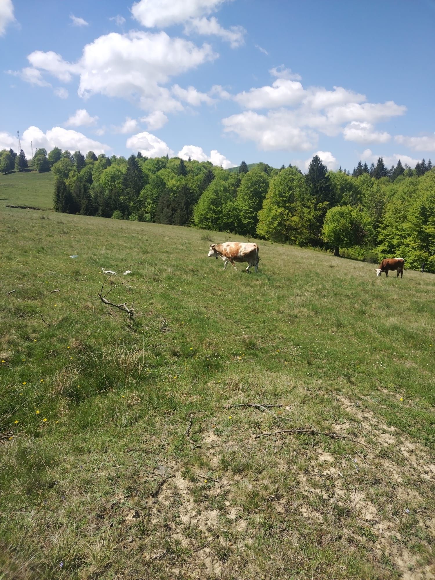 Vacă Balțata Romaneasca