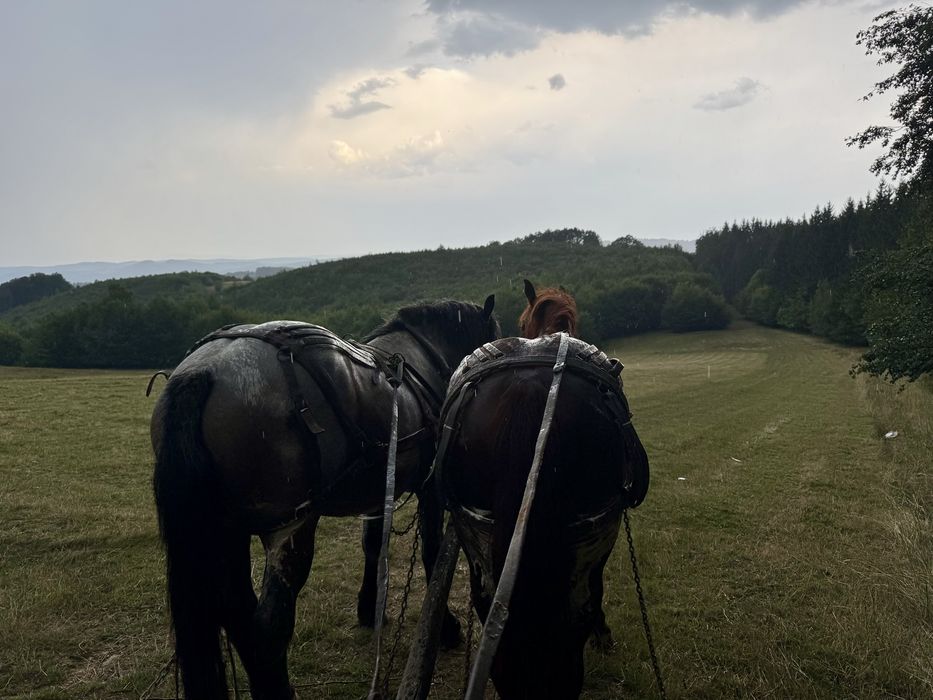 De vanzare!!! 2 armăsari frumoși !