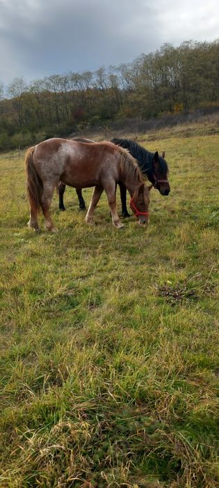 Iapa și manza.      .