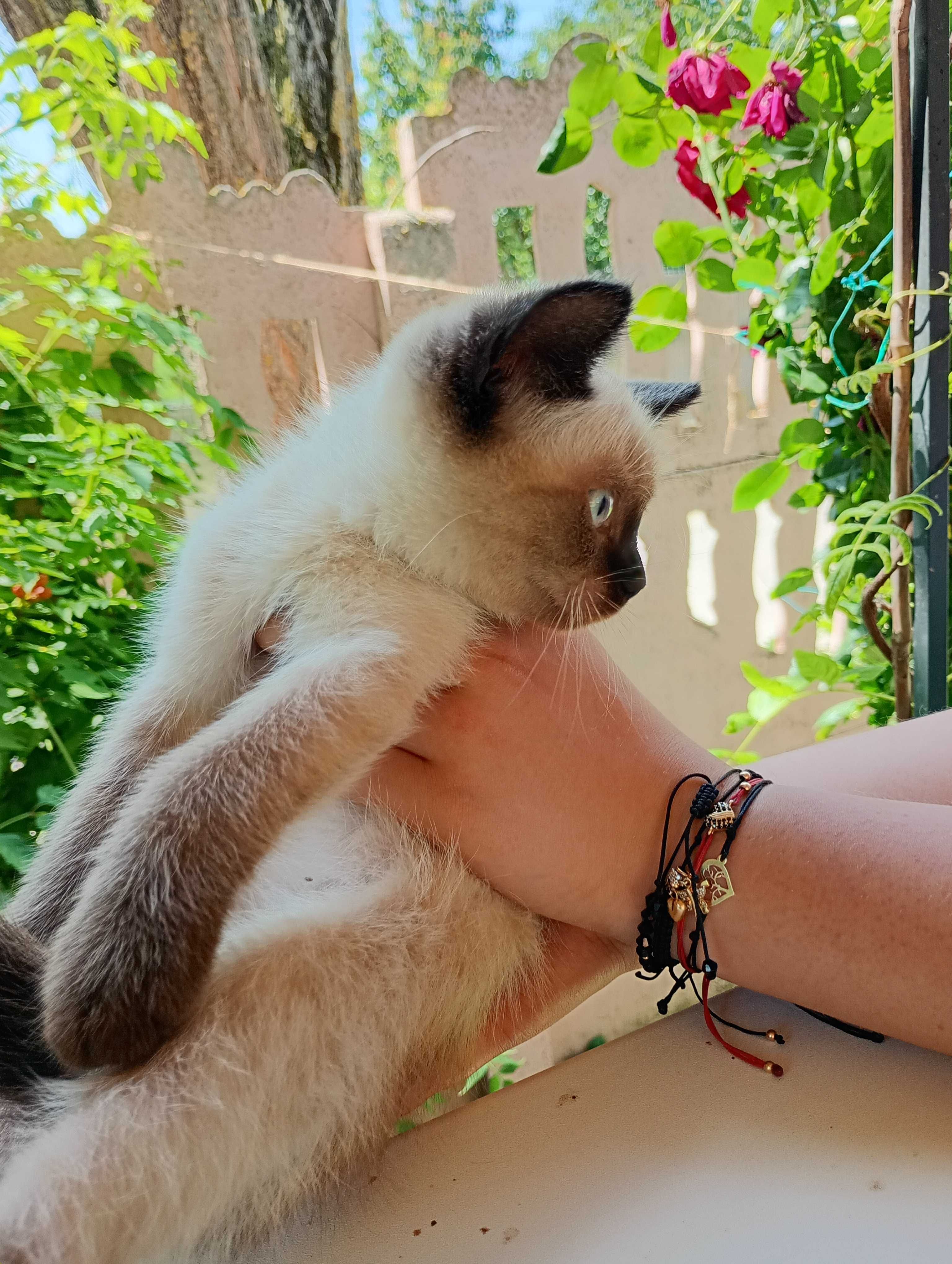 Ragdoll Seal  Point motănel