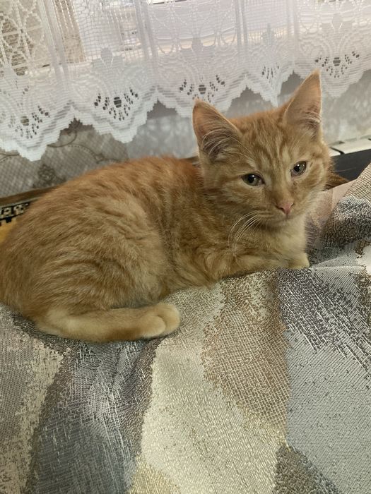 Рыжий котенок, отдам