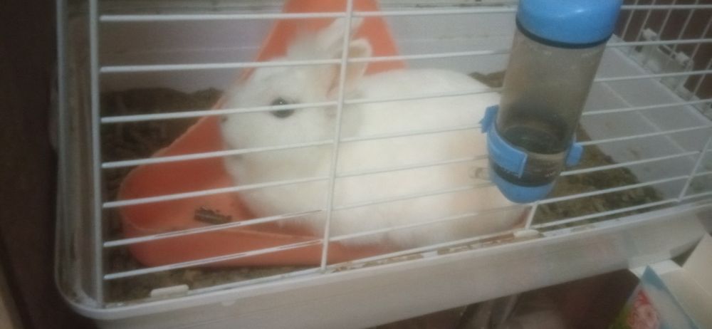 Продам декоративного кролика