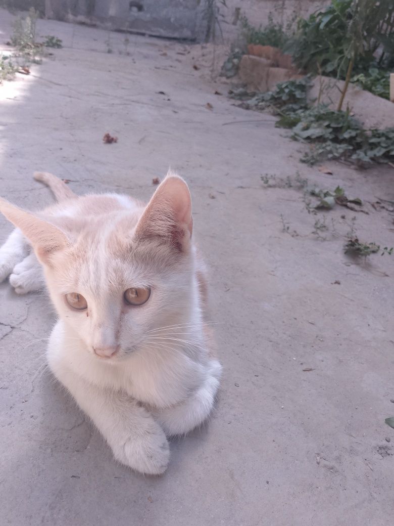 Отдам котека Бераман пишакни.