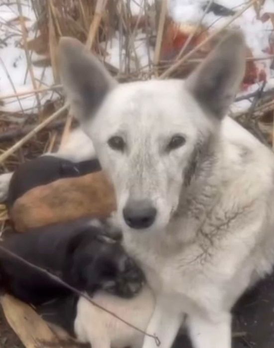 Умная девочка ищу дом