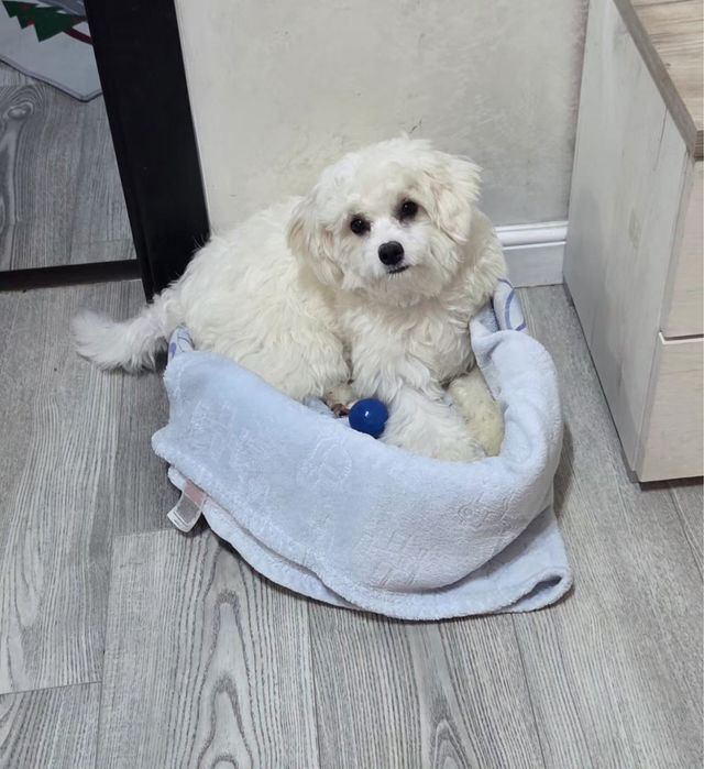 Bichon Maltez 9 luni