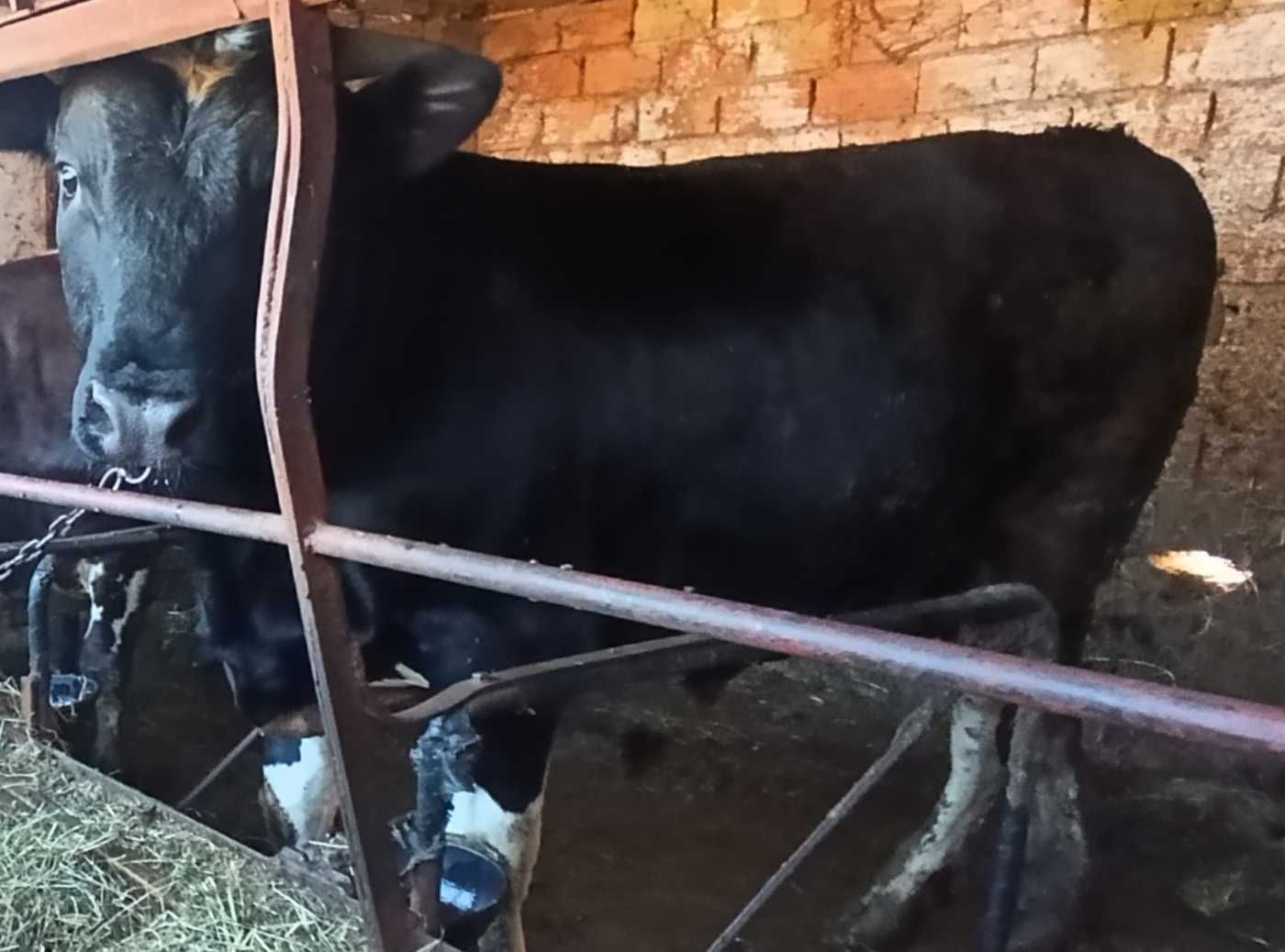 Продавам телета  .