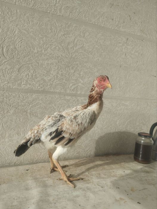 Дакан товукла сотувда.