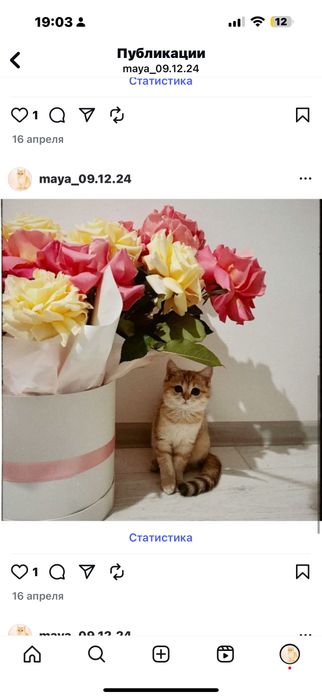 кошка (золотая шиншила)