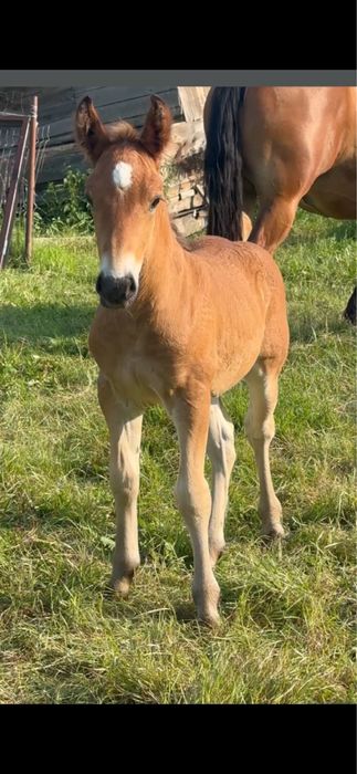 Vand mânză de 2 ani și 4 luni cu mânz de 1 luna (gestantă cu ecograf)