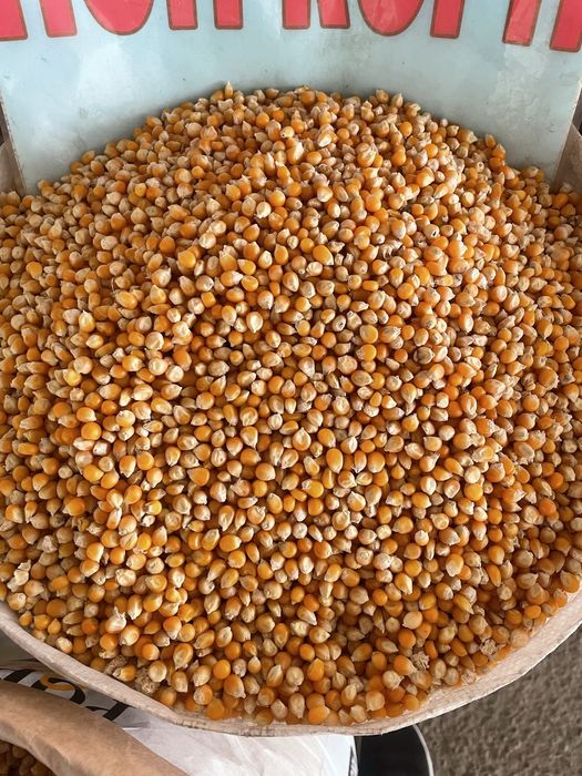 Amerikan sort POPKORN