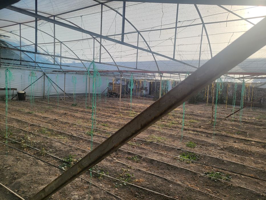 Агарод сад парник