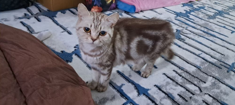 Зотдор мушук:  "скотиш страйт" исми Алиса