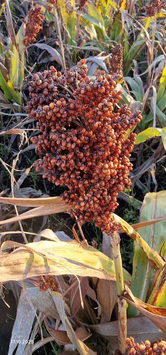 Sorg rosu producție 2025