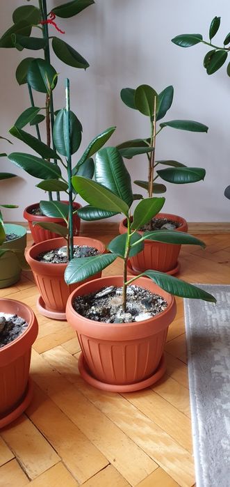 Vând Ficus și yucca