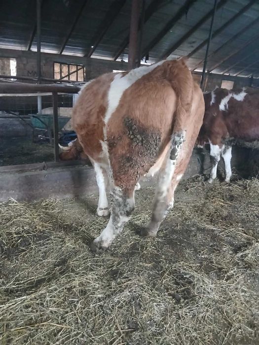 Vănd 2 juninci de afăta