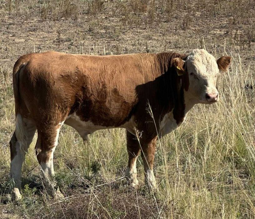 Продам бычков годовалых на согым