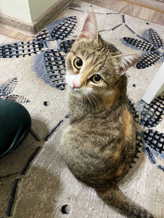 Ищем хозяев: найдена кошка (Лабзак)