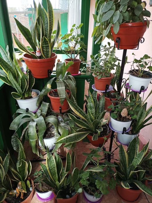 Floare Limba soacrei