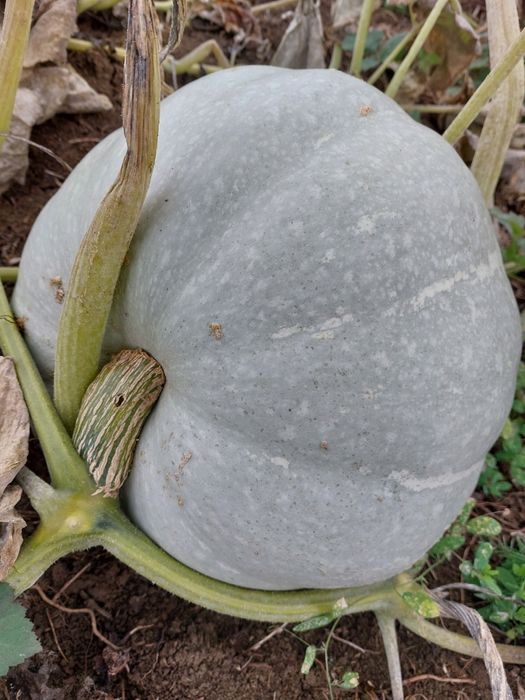 Vând dovleac de copt