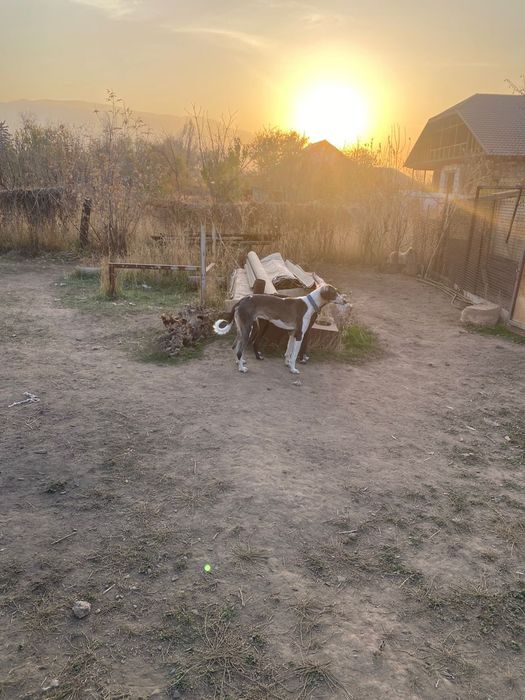 Тазы иттер сатылады