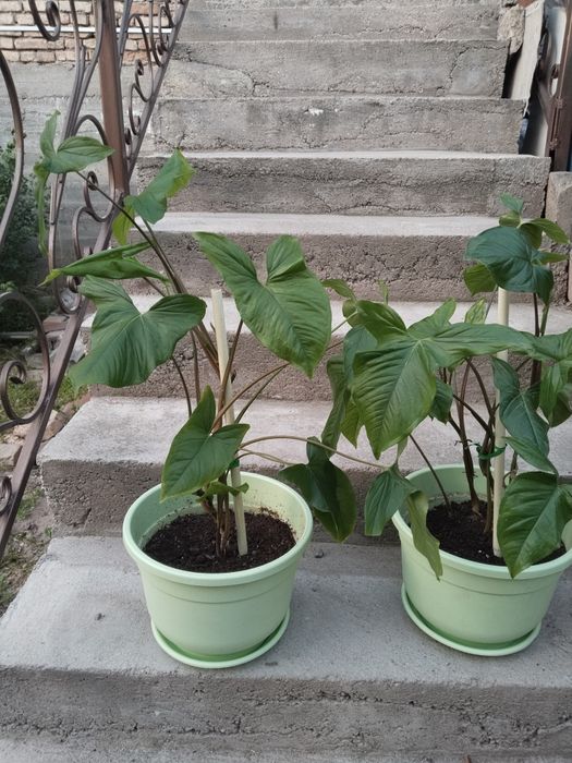 Продаются Монстера