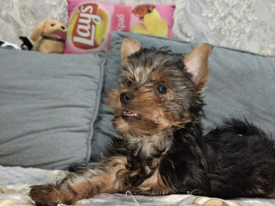 Йоркширский терьер готов к продаже