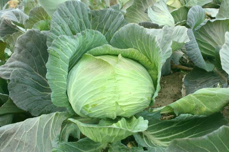 Varza verde sarmale