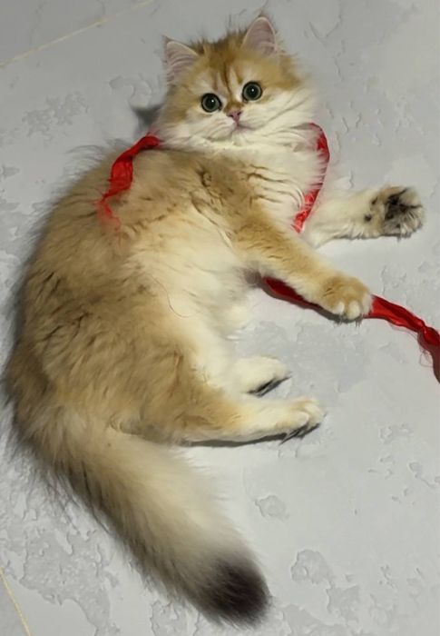 На продаже золотая шиншилла девочка