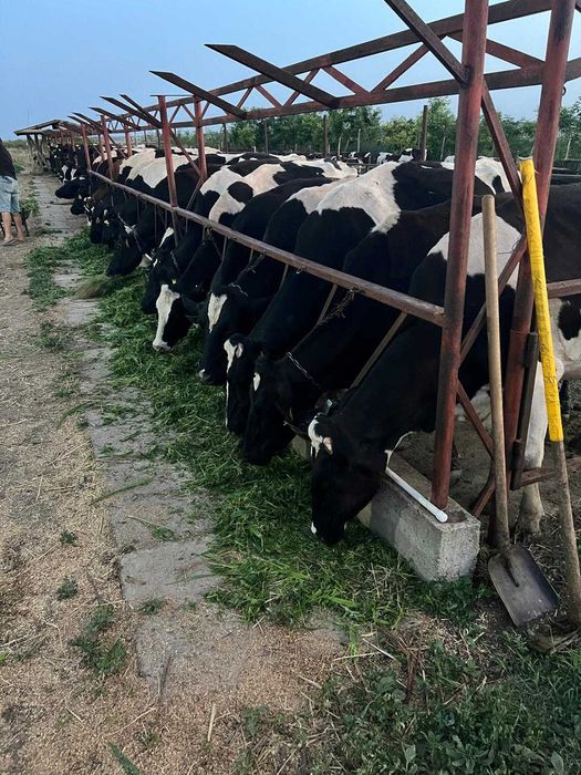 Samanta sorg x iarba de sudan, 2-3coase anuale, 25kg