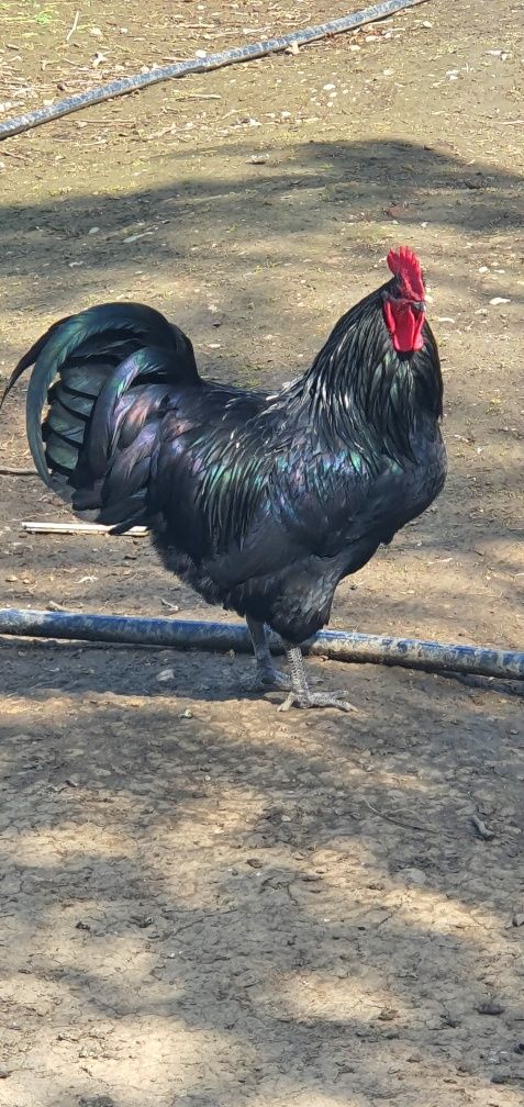 Cocoși tineri rasă australorp