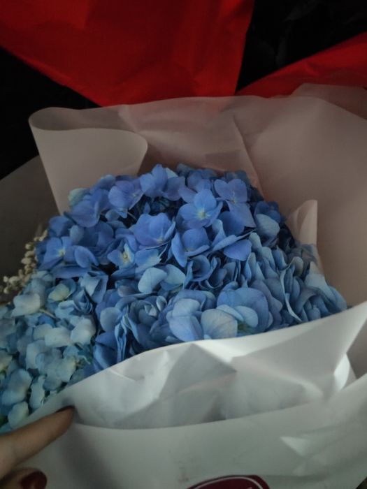 Гортензии гортензии