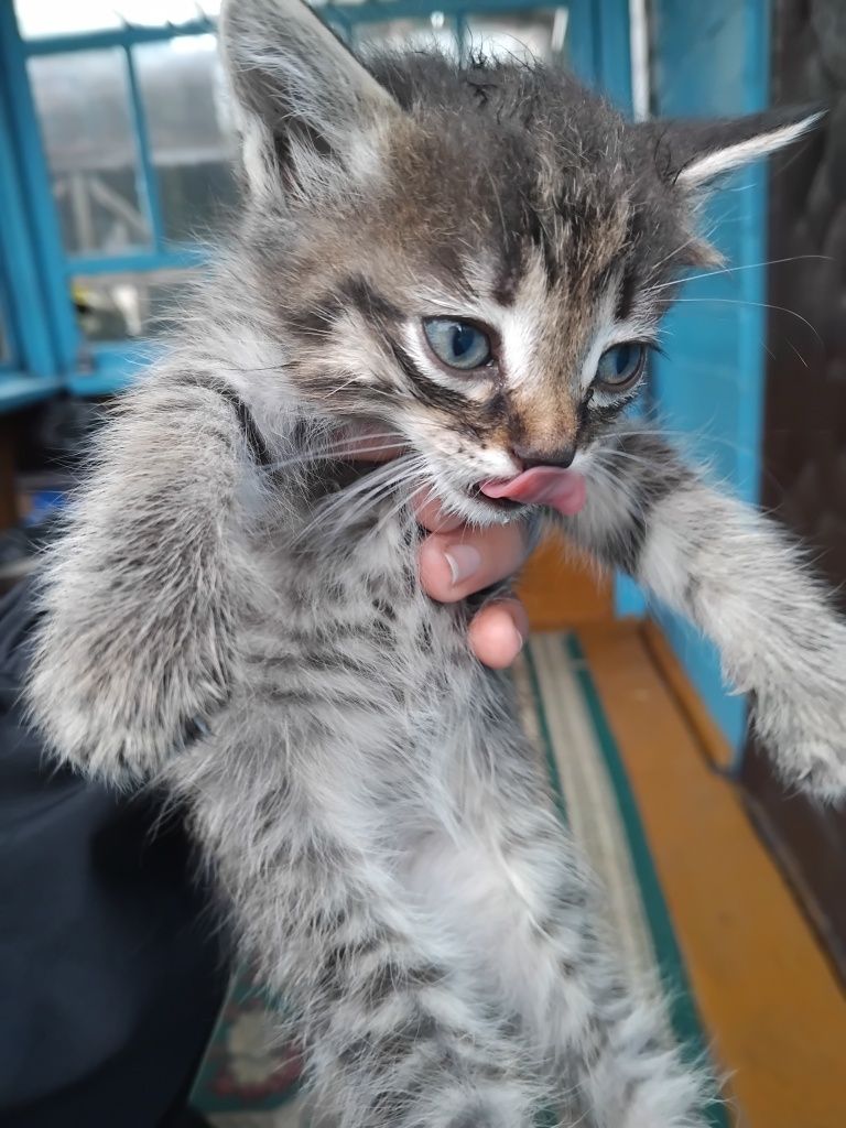 отдам котят в добрые руки и бесплатно!