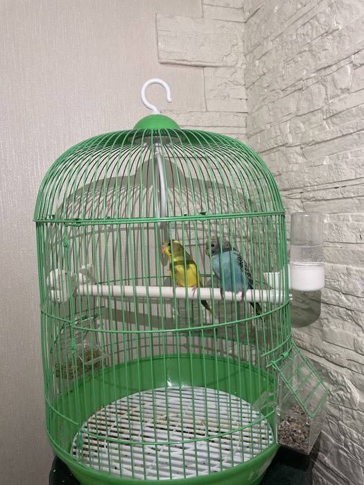 Продам попугаев волнистиков