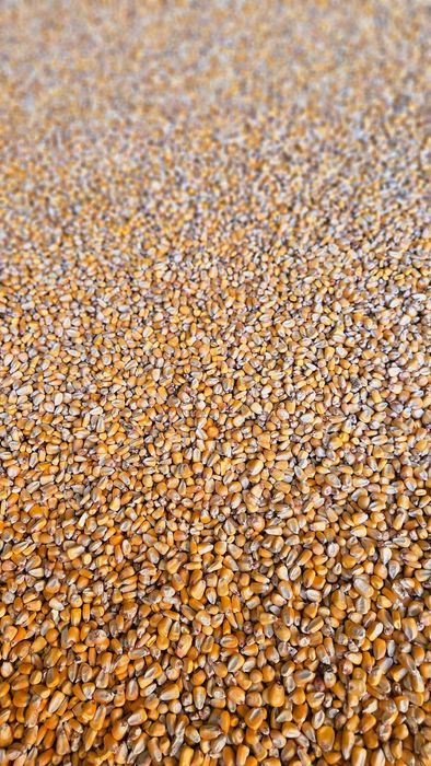 Porumb boabe recolta 2025