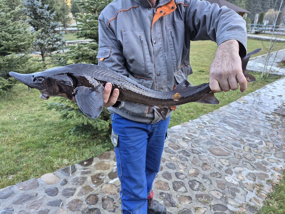 Vand sturion nisetru