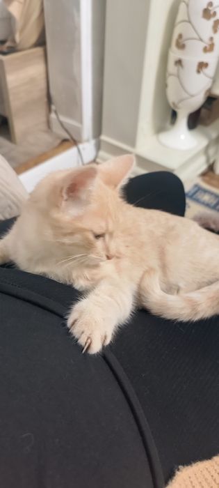 Котята отдам в хорошие руки