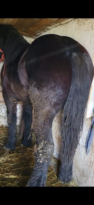 Vând sau schimb mânz de 1 și 8 luni 180 la greben 750 greutate