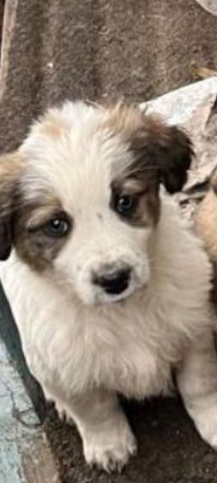 Щенок, мальчик, возраст 1,5 месяца