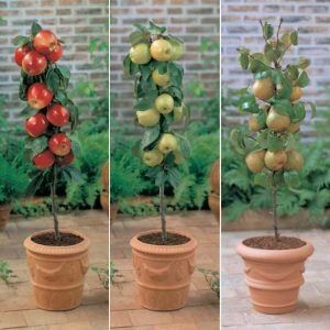 Pomi fructiferi superb