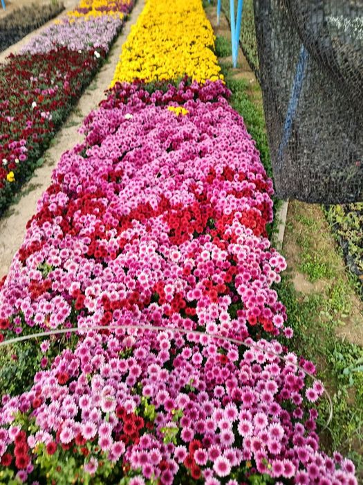 Arzon narxlarda gullar 2500 dan 10000 so'm  gacha