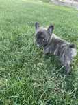 Femela buldog francez