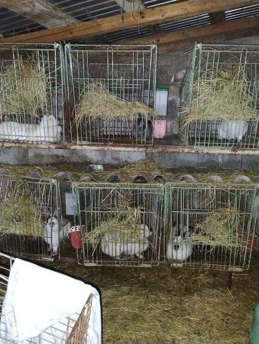 Iepuri californian - femele