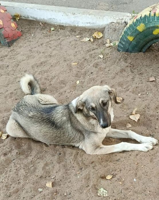 Щенки в добрые руки