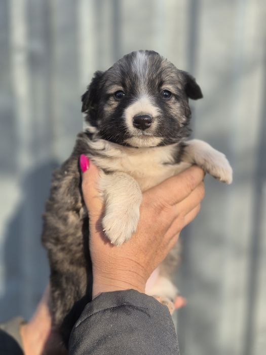 Отдам щенка в добрые руки