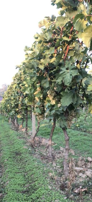 Chasselas alb – struguri de vin, livrare la domiciliu