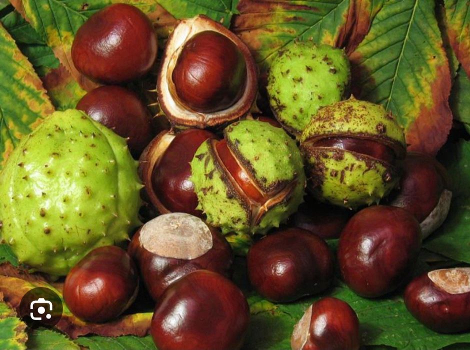Kashtan urug'. 1kg- 5000so’m. Lola daraxti urug'i ham bor