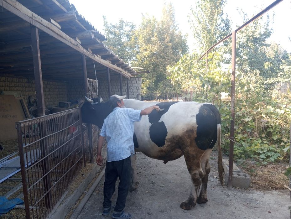 Buqa 1 tonadan oshadi